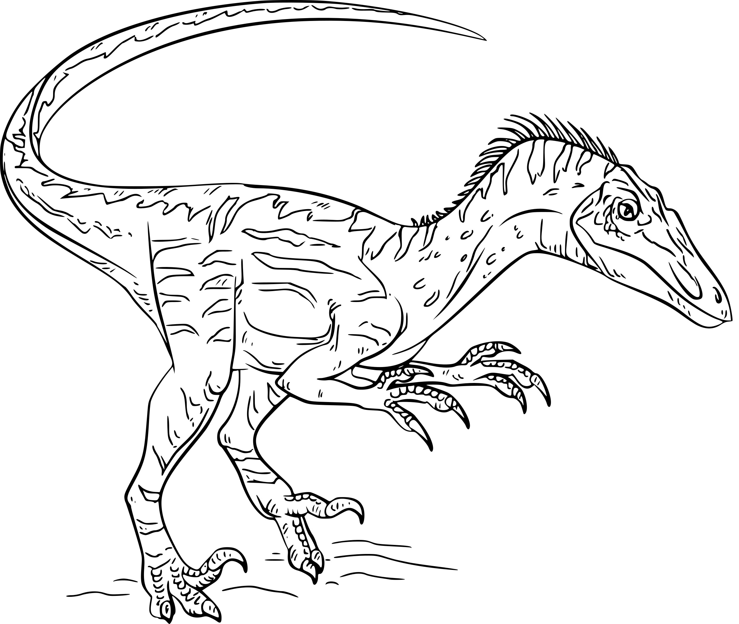 velociraptor blue coloring pages