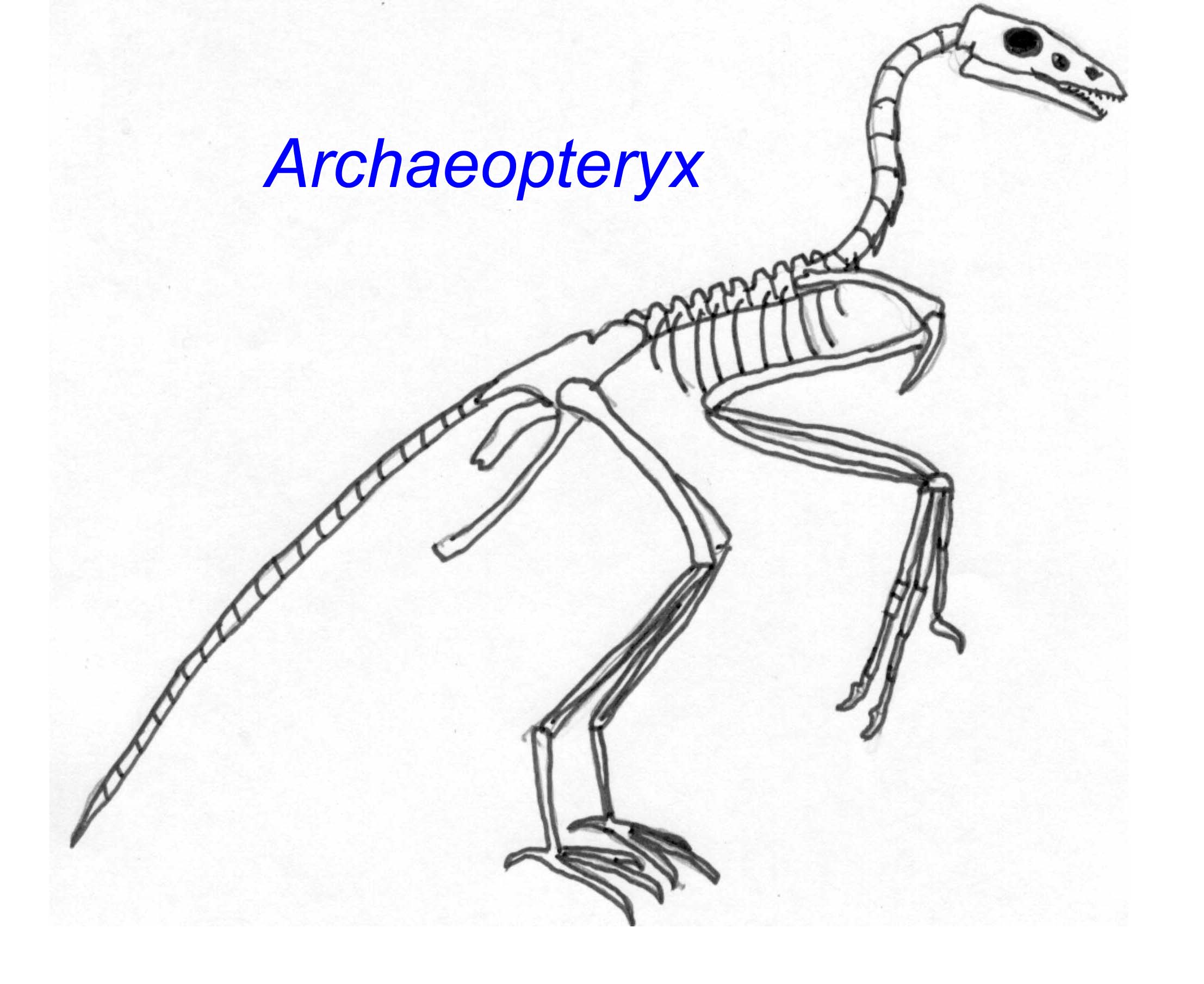 archaeopteryx fossil coloring pages