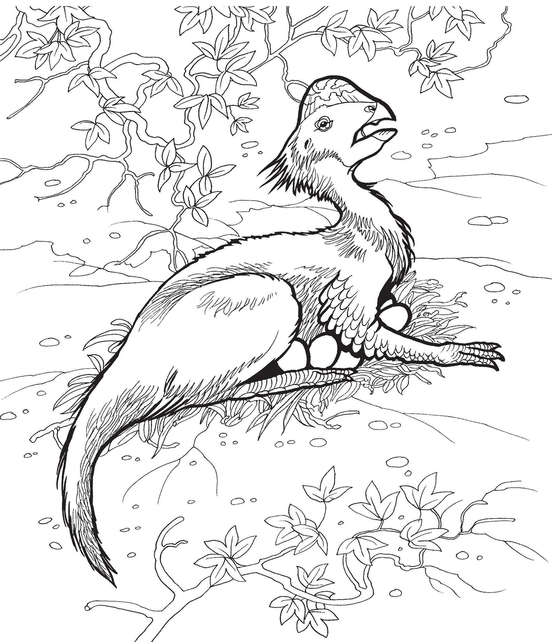 printable oviraptor coloring pages