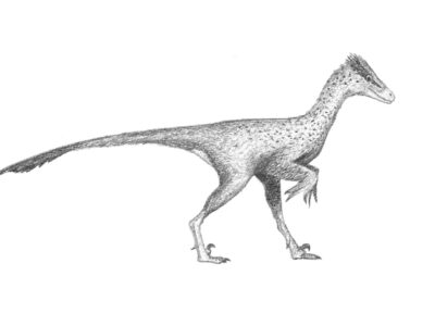 realistic troodon coloring pages