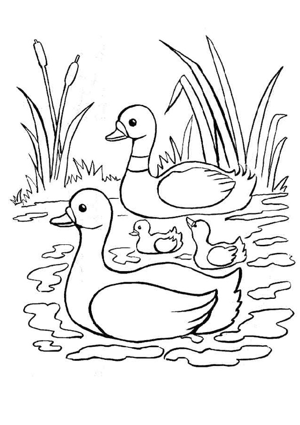 coloring pages of ducks swimming