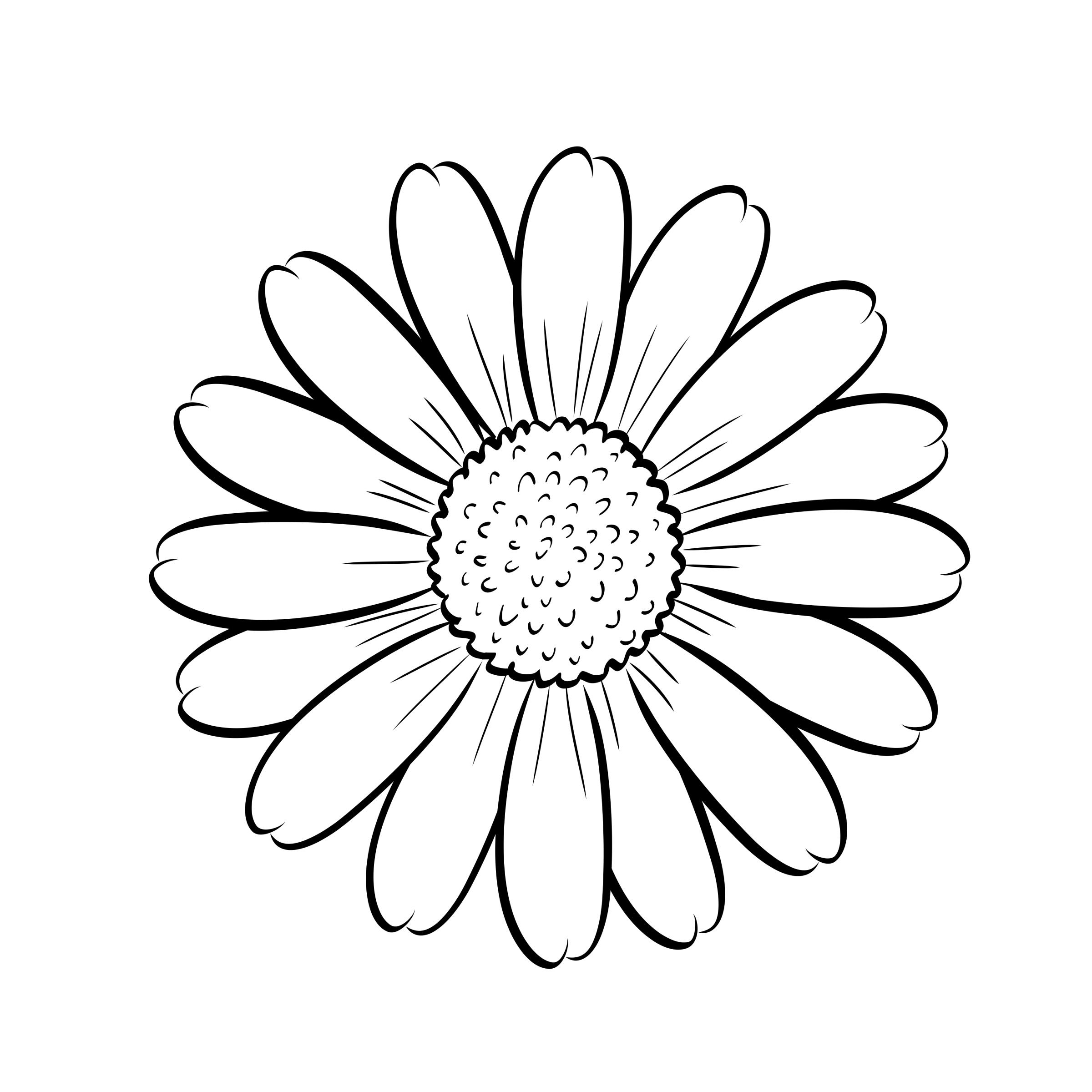 daisy flowers coloring pages