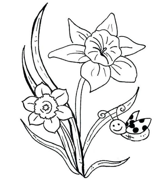 daffodil flower coloring page bee