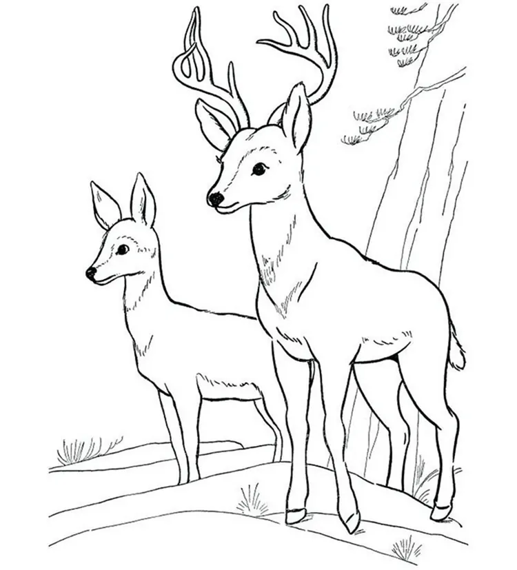 coloring pages of deer