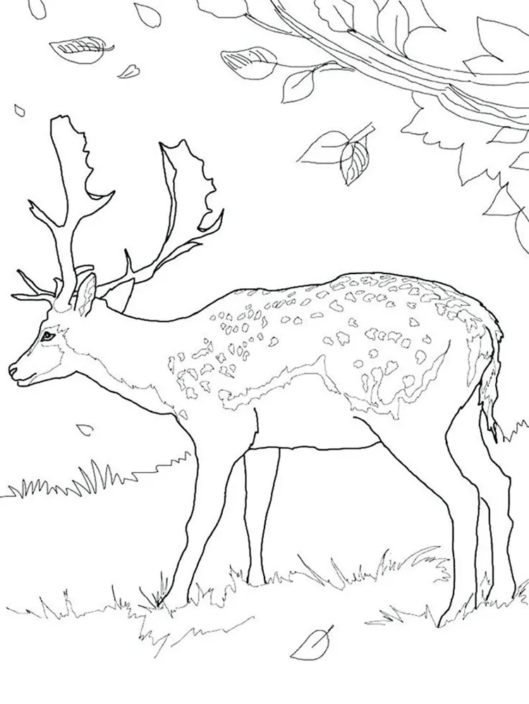 deer adult coloring pages