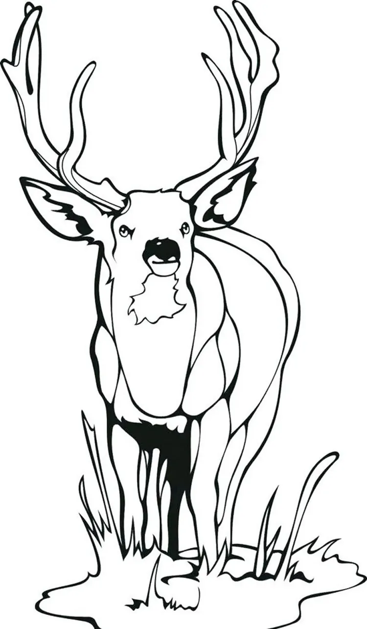 realistic deer coloring pages