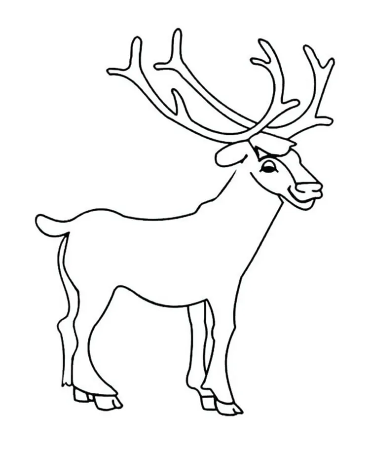 whitetail deer coloring pages