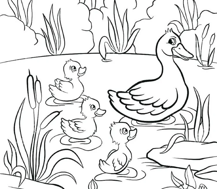 Cute Duck Coloring Pages PDF - Coloringfolder.com