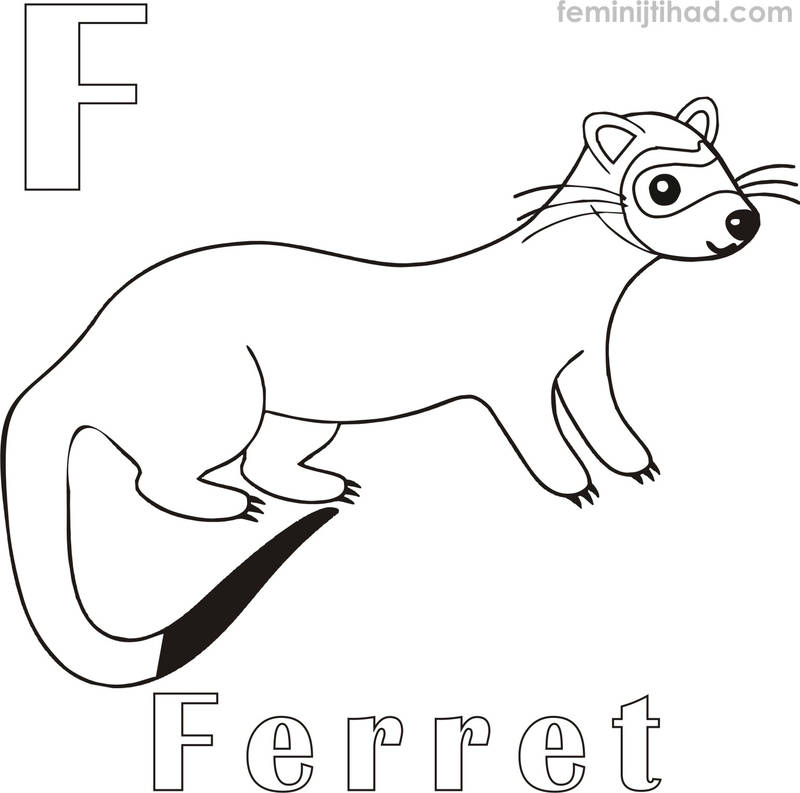 ferret coloring pages