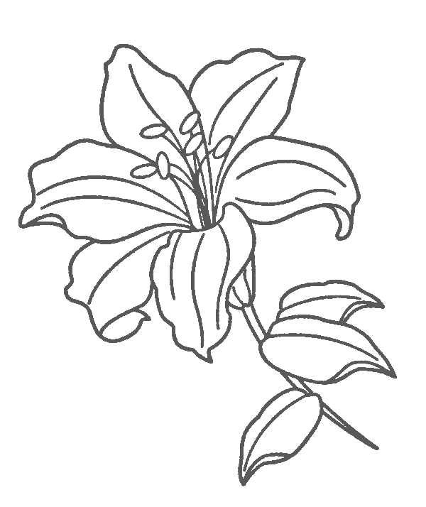 flower coloring pages Lily flower