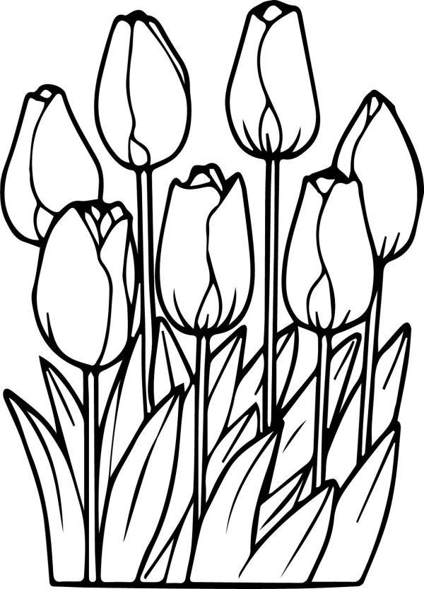 flower coloring pages tulips flower