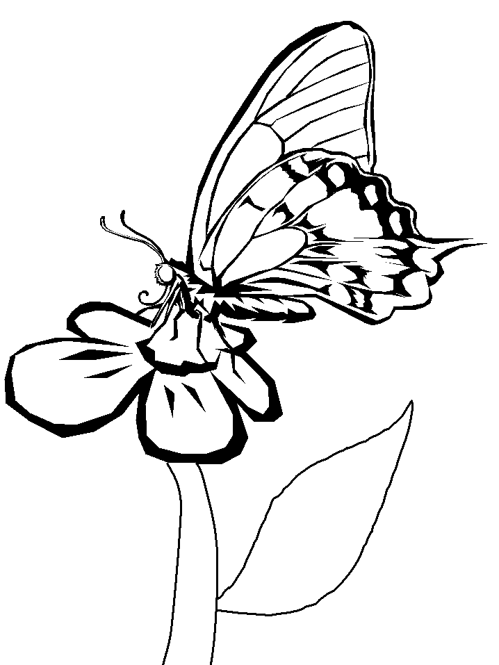 flowers butterfly coloring pages