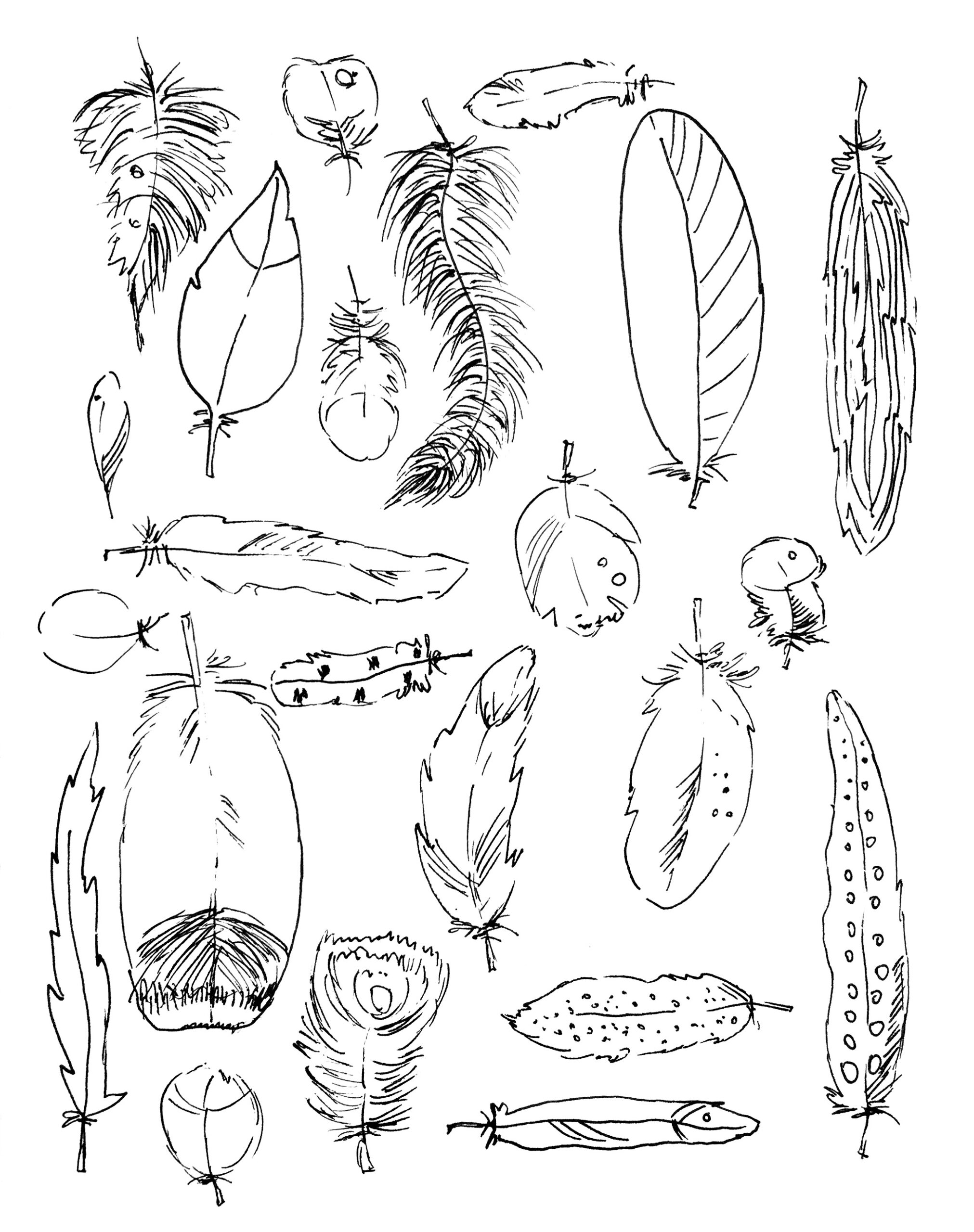 free printable feather coloring pages