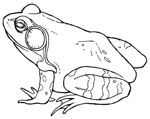 free frog coloring pages printable