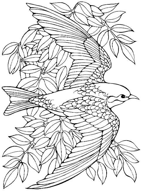 free printable bird coloring pages