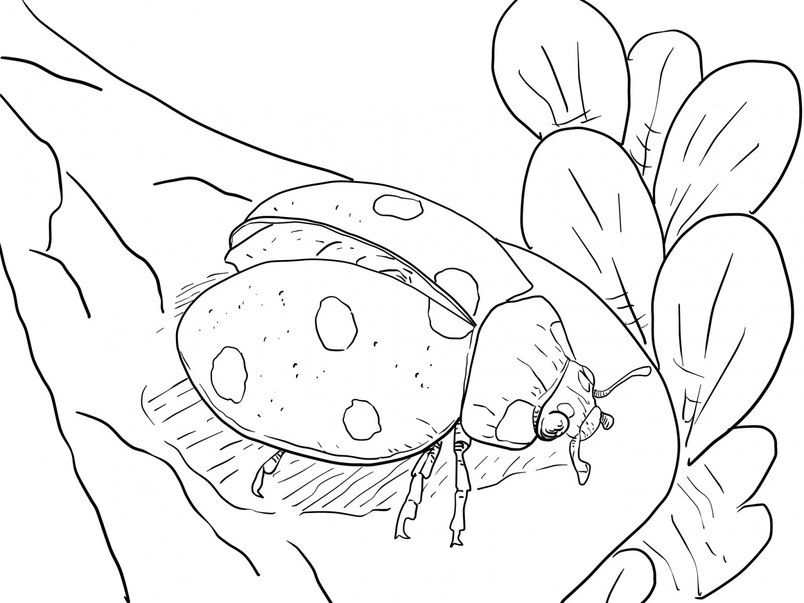 printable bug coloring pages