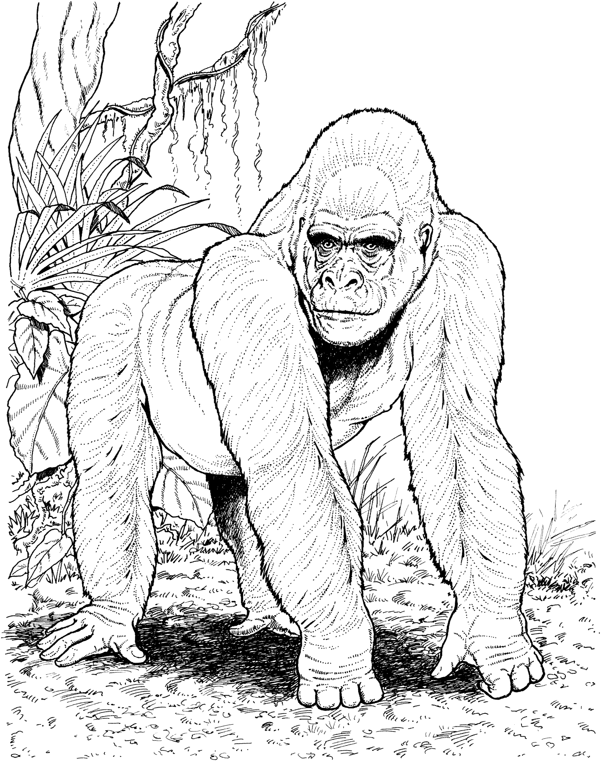 mountain gorilla coloring pages