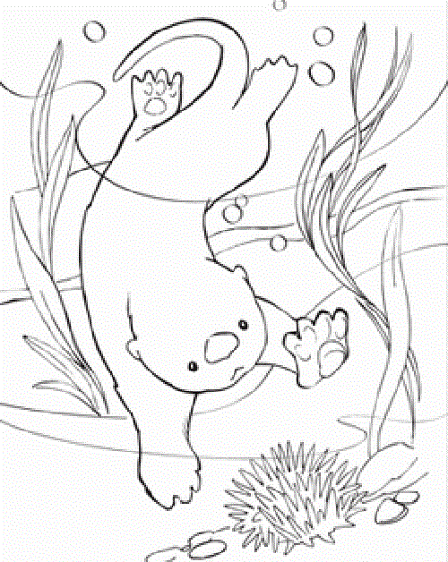 coloring book pages sea otter