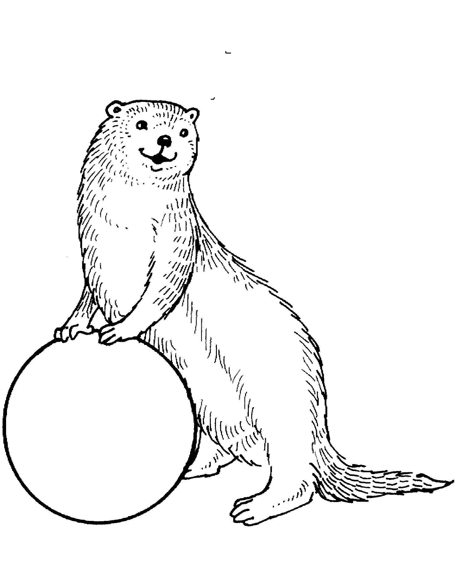 sup otter coloring pages