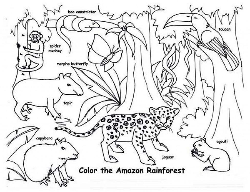tropical rainforest animals coloring pages free unique rainforest jaguar coloring pages best coloring pages animals