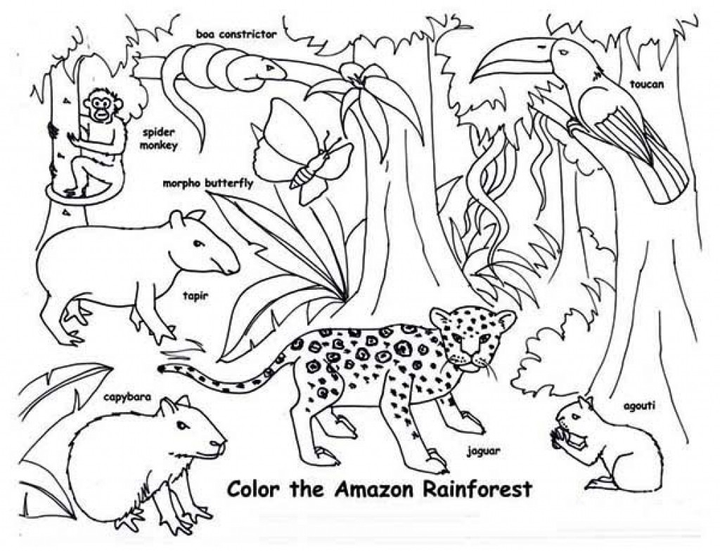 rainforest plants coloring pages