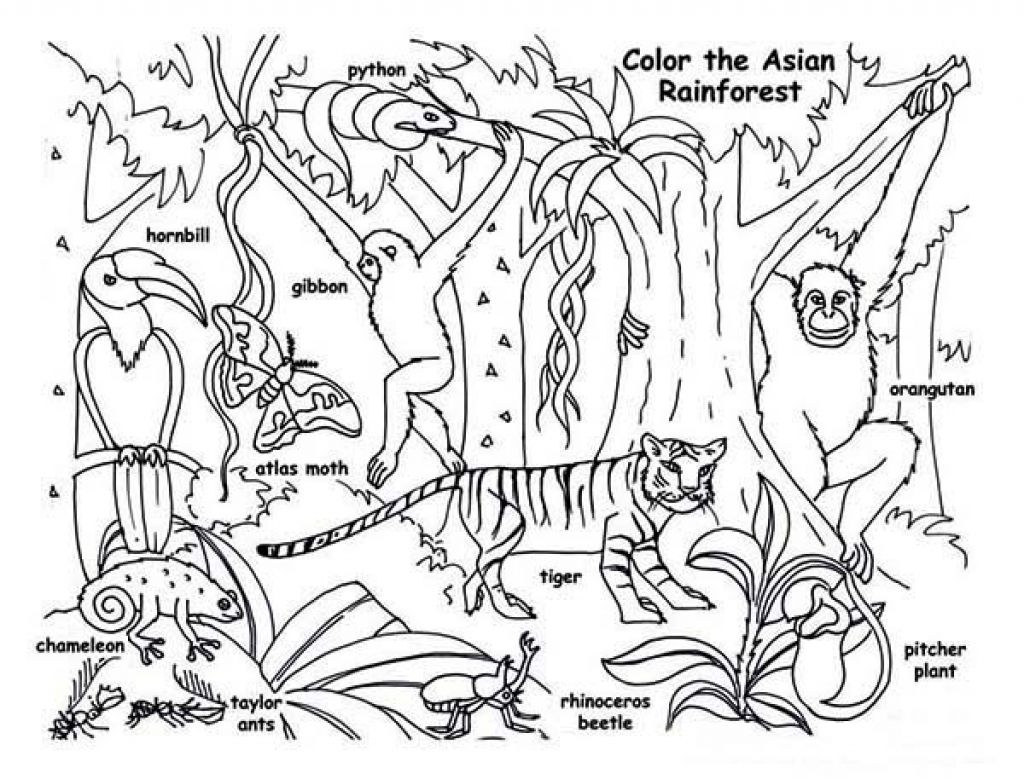 rainforest coloring pages printable