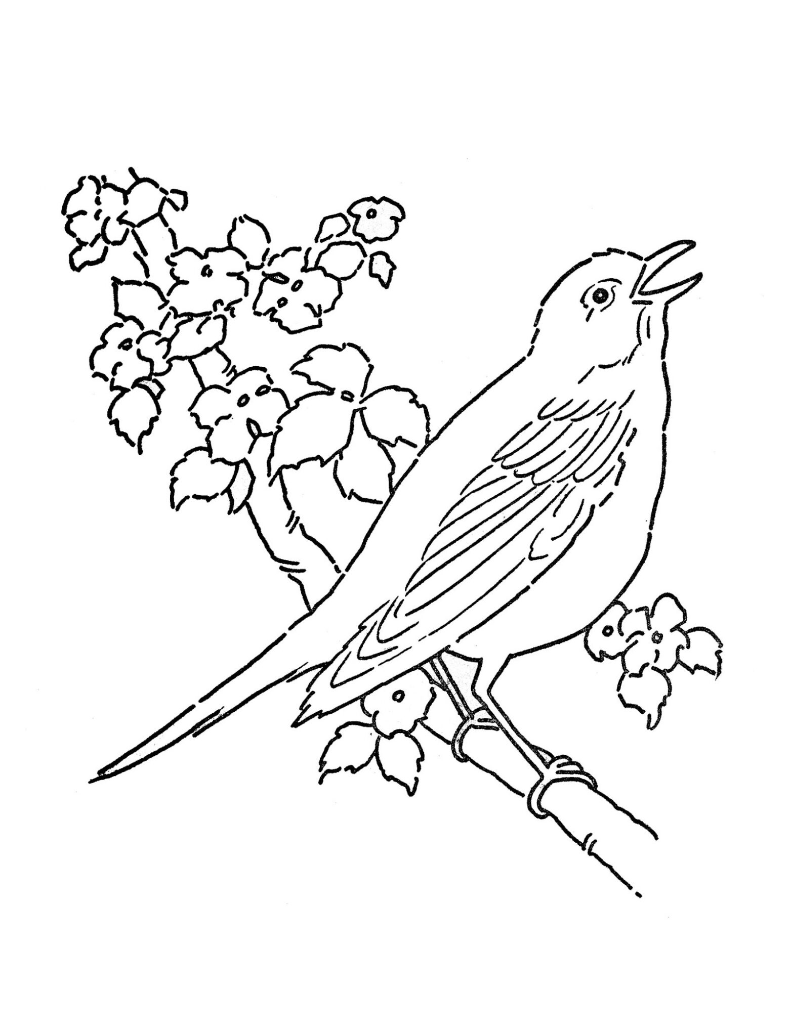 Free Printable Robin Coloring Pages Pdf - Coloringfolder.com