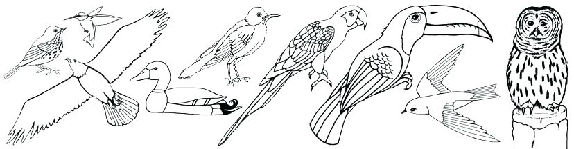 free realistic bird coloring pages