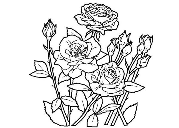 free rose coloring pages