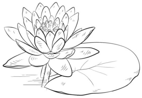 fresh lily pad coloring page free