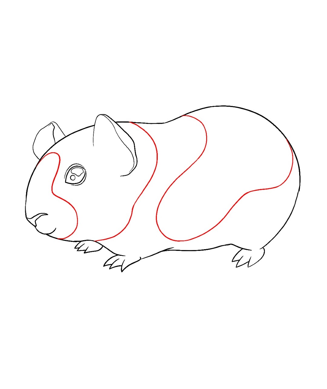 guinea pig coloring pages printable