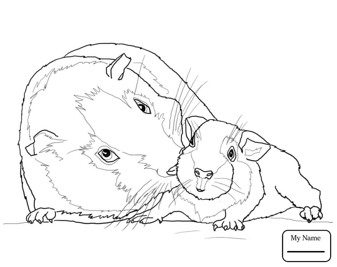 guinea pig coloring pages to print