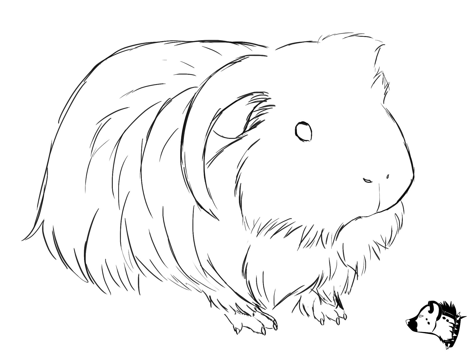 realistic guinea pig coloring pages