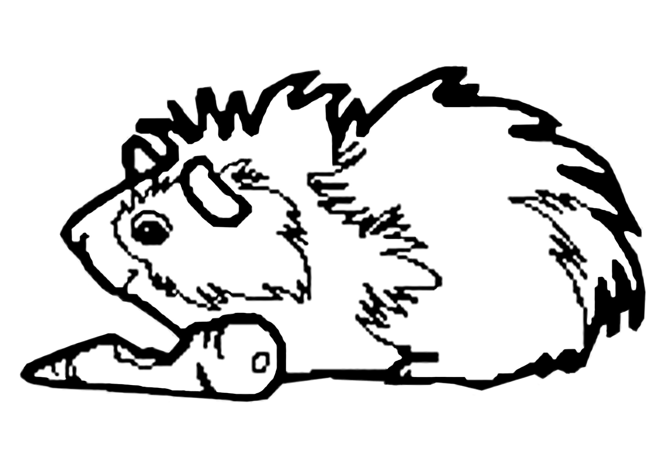 white coloring pages of a guinea pig