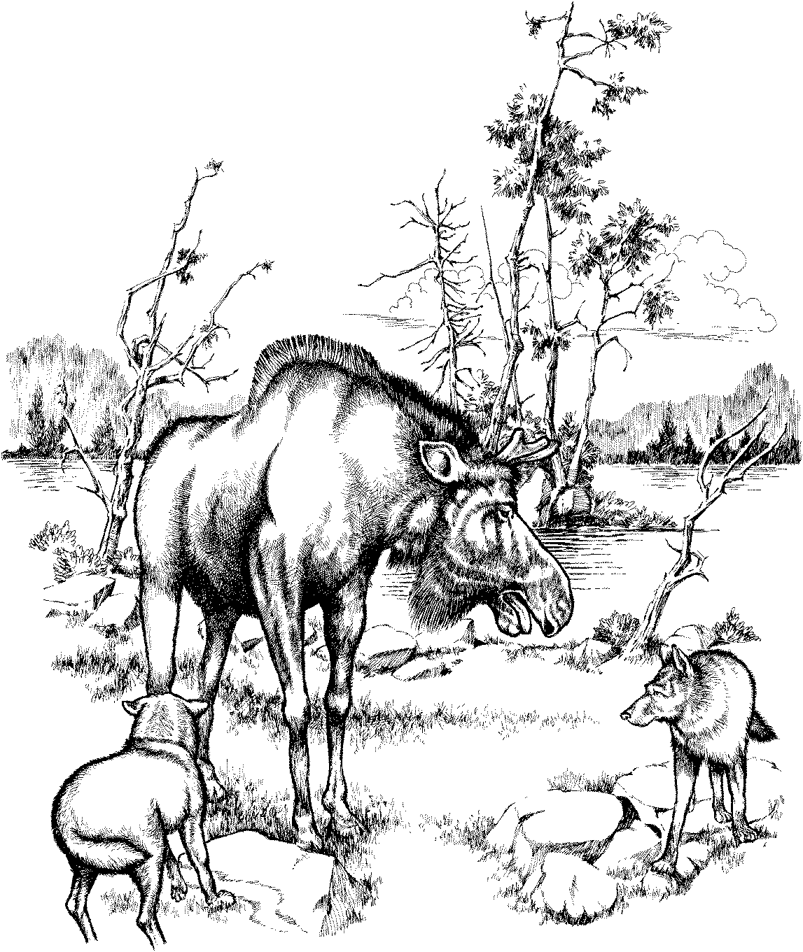 forest adult coloring pages