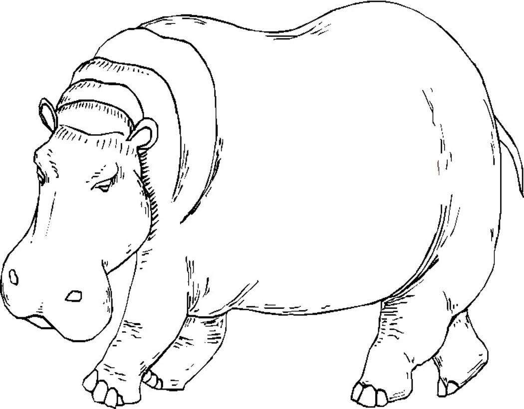 adult coloring pages hippo