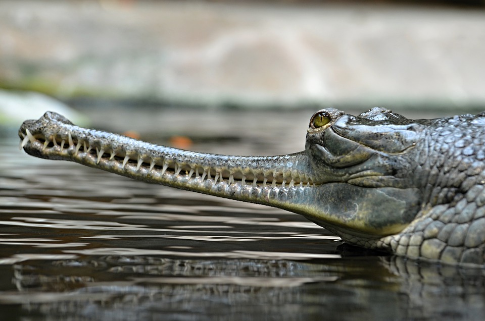 gharial coloring pages pdf