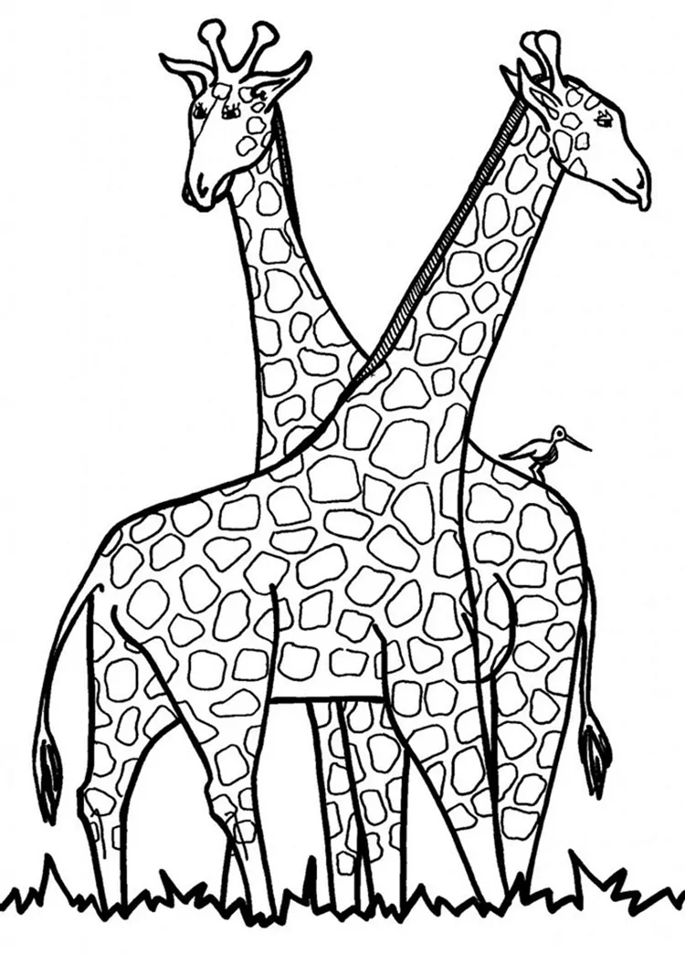 coloring book of a giraffe