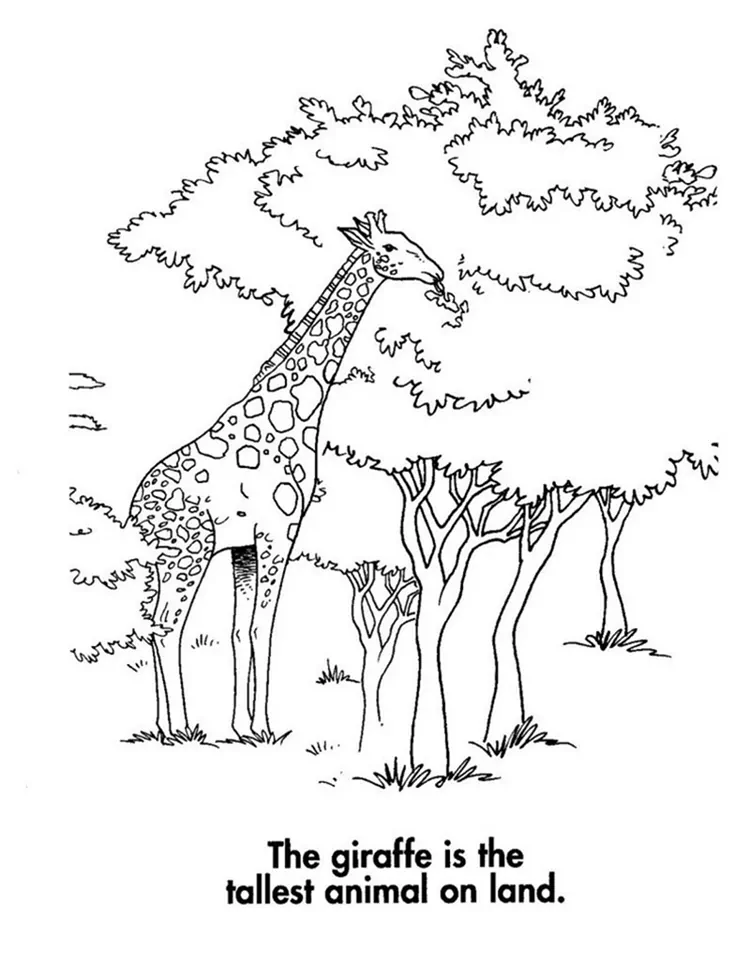 printable giraffe coloring pages (1)