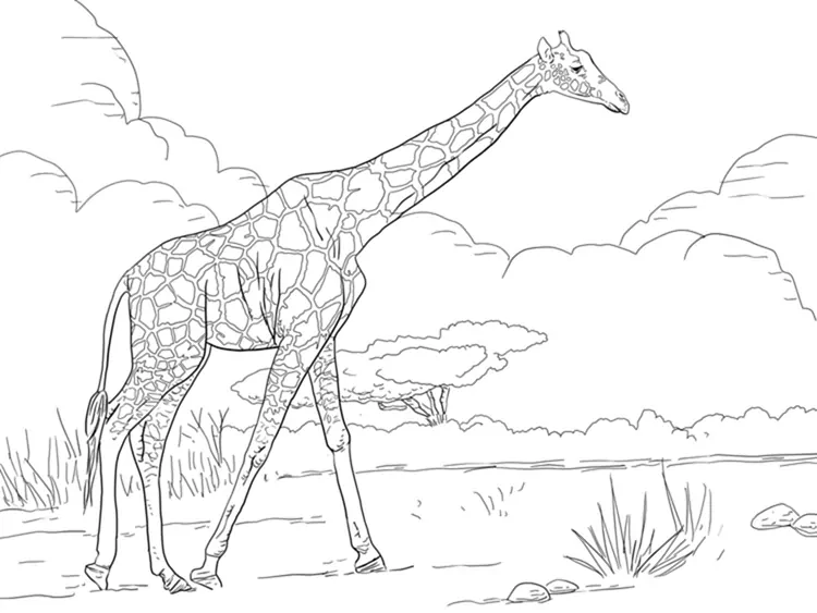 giraffe coloring pages free printable