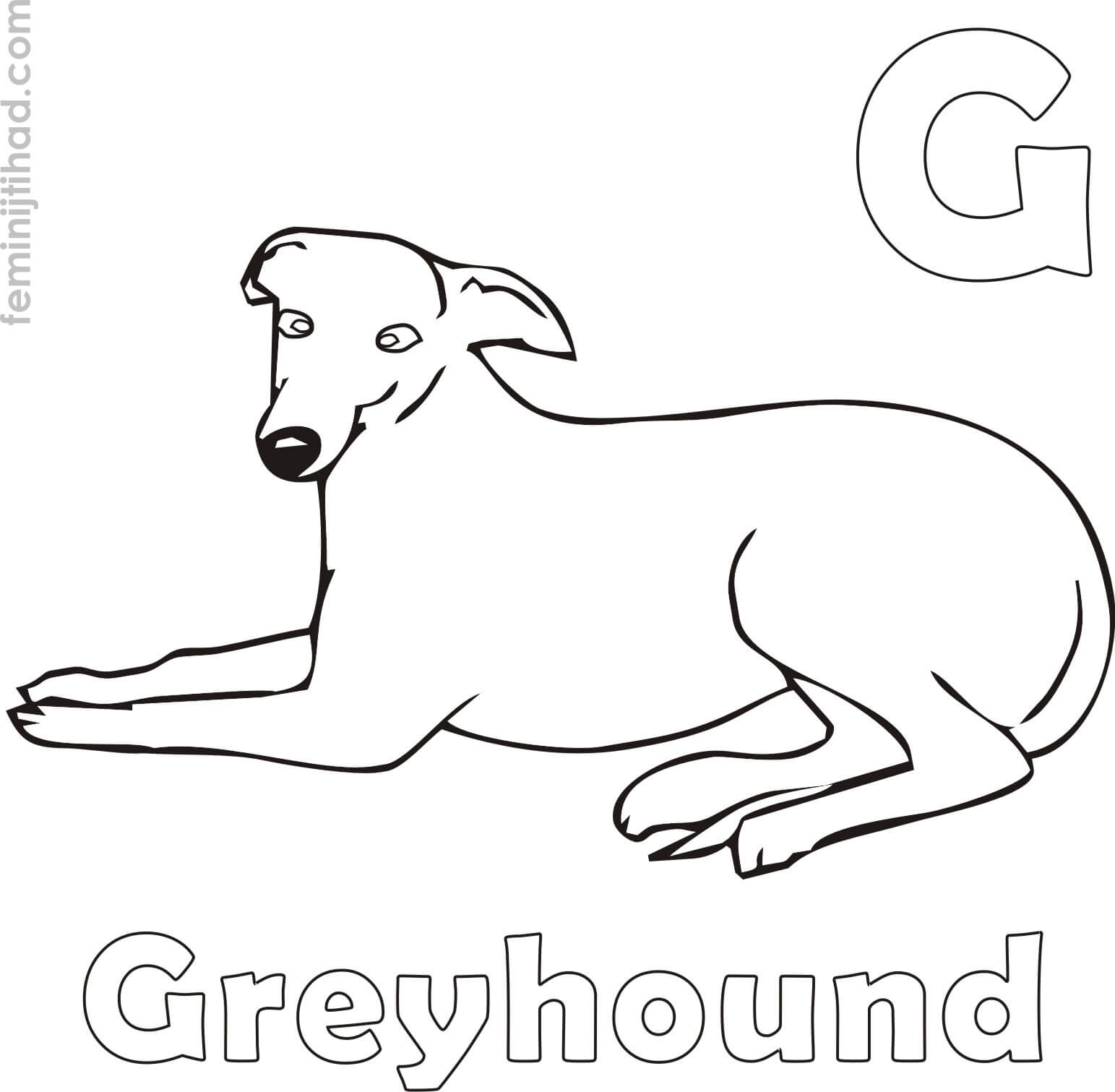 greyhound coloring page free