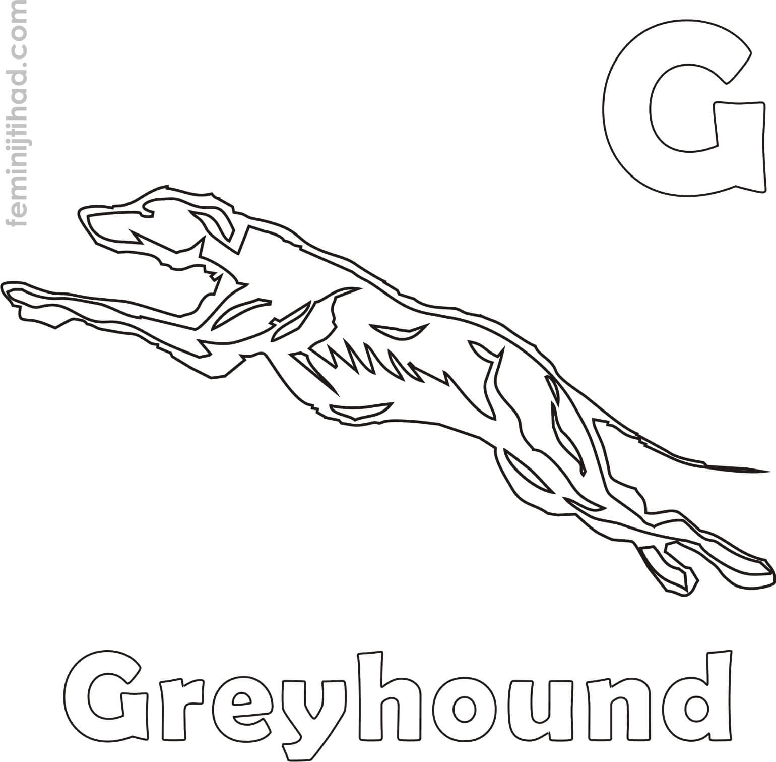 greyhound coloring page free printable