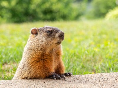 groundhog coloring pages pdf