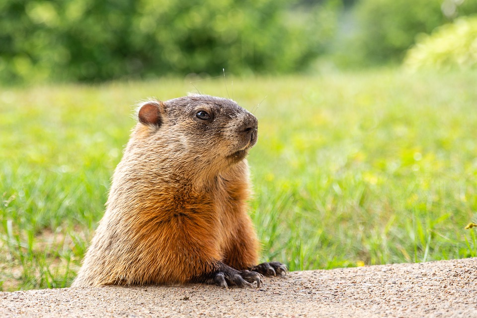 groundhog coloring pages pdf