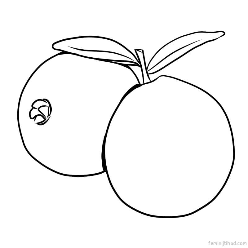 guava picture for coloring page