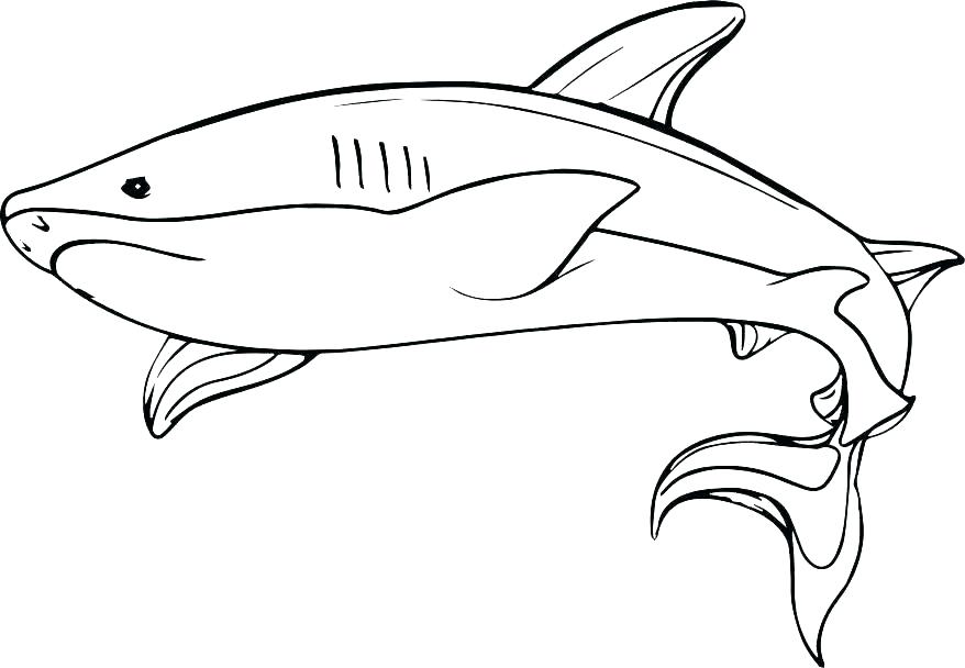 hammerhead shark coloring pages