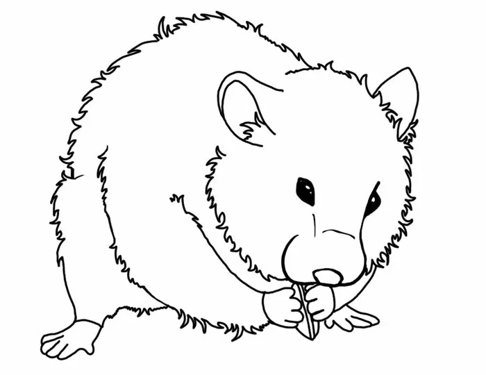 real hamster coloring pages