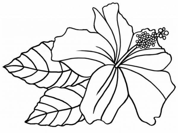 hibiscus flower printable coloring sheets floriculture