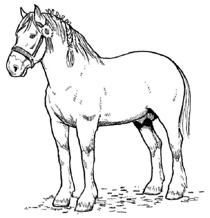 horse coloring pages free