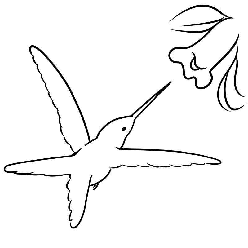 hummingbird coloring page